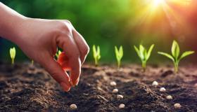 Come far germogliare i semi: le tecniche giuste