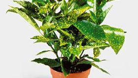 Aucuba japonica
