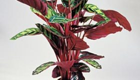 Calathea veitchiana