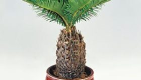 Cycas