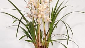 Cymbidium