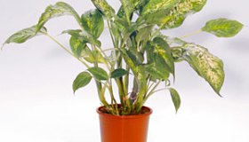 Dieffenbachia