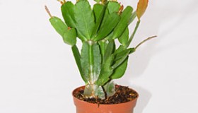 Epiphyllum