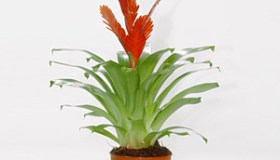 Guzmania