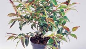 Leucothoe
