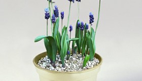 Muscari