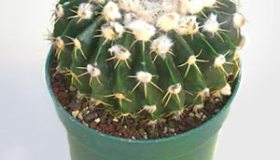 Notocactus