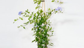 Plumbago