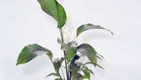 Spathiphyllum