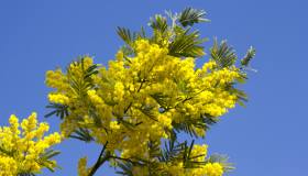 I migliori trucchi per coltivare la mimosa anche in vaso