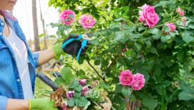 Le rose: potarle bene per avere una fioritura rigogliosa
