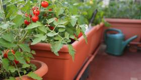 Avere ottimi pomodori in vaso biologici sul balcone di casa