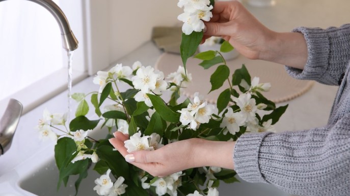 Coltivare il gelsomino al meglio per avere una casa in fiore