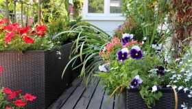 5 piante per avere tanti fiori sul balcone in ombra