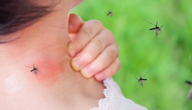 5 piante anti zanzare per un giardino a prova di puntura