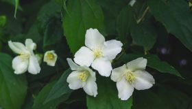 Come coltivare il rincospermo, il falso gelsomino