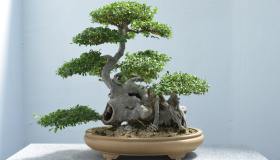 Come curare un bonsai: dove metterlo e quanto innaffiarlo