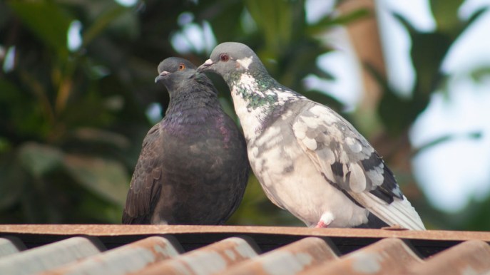 Come tenere lontani i piccioni dalla propria casa