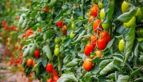 Come coltivare e curare i pomodori