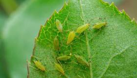 Metodi efficaci per togliere i pidocchi dalle piante