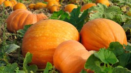 Come coltivare le zucche