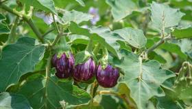 Come coltivare e curare le melanzane