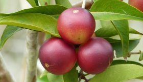 Camu camu: cos’è, proprietà e controindicazioni