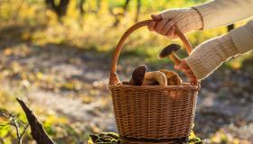 Funghi in gravidanza, si possono mangiare? Il parere dell’esperto