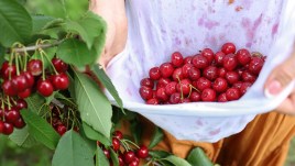 Come rimuovere le macchie di ciliegia