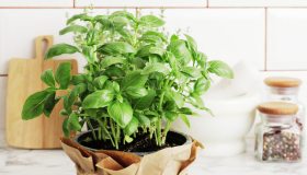 Congelare le erbe aromatiche (basilico e non solo): consigli