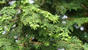 Olio essenziale di cipresso: proprietà, benefici e come si usa