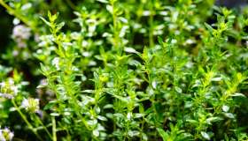 Consigli utili per usare al meglio la santoreggia in cucina