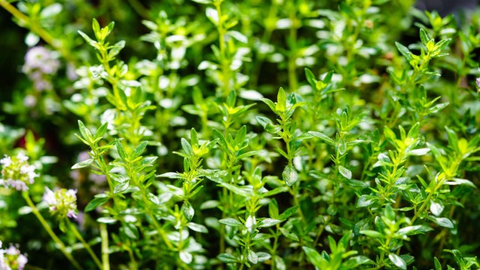 Consigli utili per usare al meglio la santoreggia in cucina