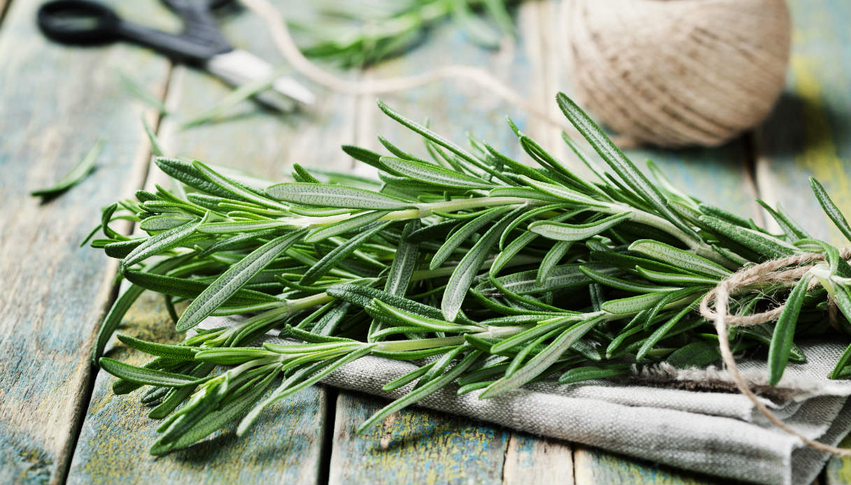 Le erbe nel piatto. Il rosmarino contro i chili di troppo