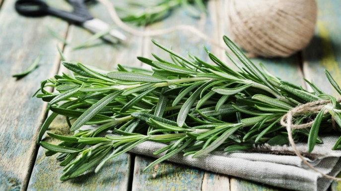 Le erbe nel piatto. Il rosmarino contro i chili di troppo