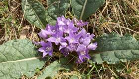 Mandragora: quali sono le proprietà di questa pianta “magica”