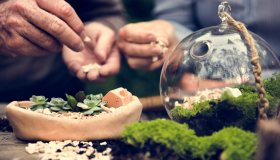Terrario per piante: come realizzarne uno