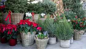 Le varietà di piante e fiori perfetti per il periodo natalizio