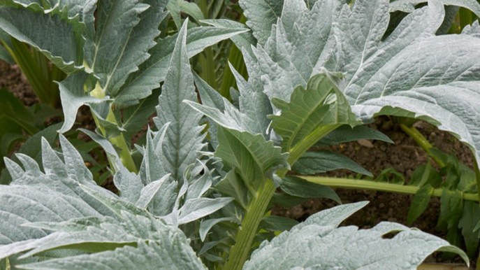 Cardi: ortaggi ricchi di benefici per la salute, nutrienti e perfetti per dimagrire