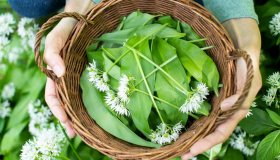 Foraging: cos’è e come si usa in cucina