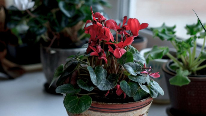 Ciclamino da interni: come mantenerlo fiorito