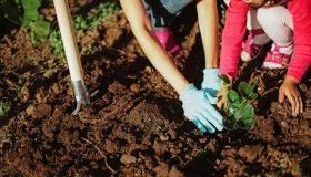 Coltivare le piante con i bambini: come essere creativi