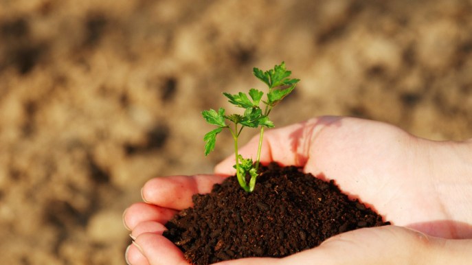 Concimi naturali fai da te: come realizzarli a casa