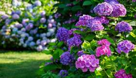 Fiori perenni: quali sono i più belli da avere in giardino