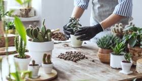 Le migliori piante grasse da appartamento