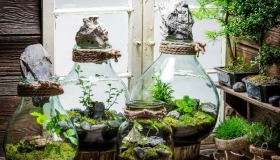 Piante in barattolo: l’idea per un regalo originale