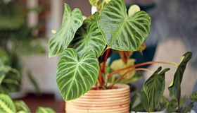 Piante da interno: quali sono quelle che richiedono poca luce