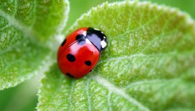 Coccinelle: ecco perché sono amiche delle piante