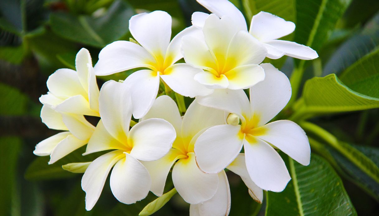 fiori di thiare