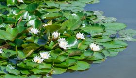 Piante galleggianti: quali scegliere per la propria casa